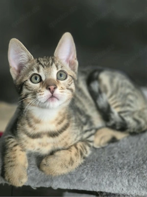Mischlings Kitten suchen ihr liebevolles Für-immer-Zuhause 
