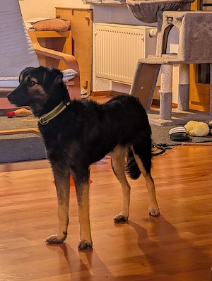 Ayla - sensibles Seelchen sucht hundeerfahrene Menschen