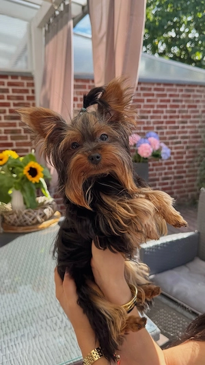 Yorkshire-Terrier Welpen 