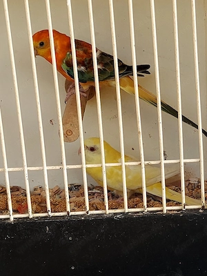 Singsittiche 