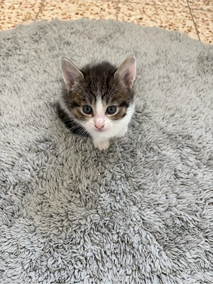 Katzenbaby sucht liebevolles Zuhause 