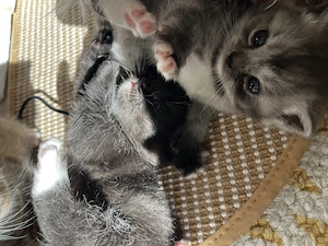 Zauberhafte Kitten zu verkaufen