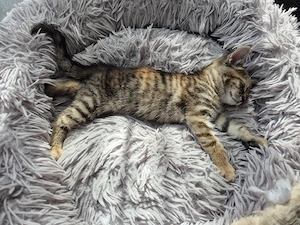 Liebevolles Kitten sucht ein neues Zuhause