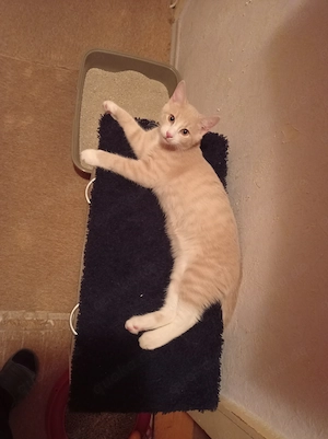 Kitten, Kater sucht 