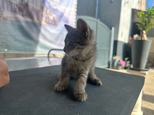 Baby Katze 