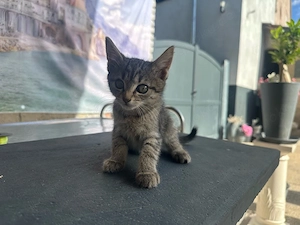 Katzen Babys 