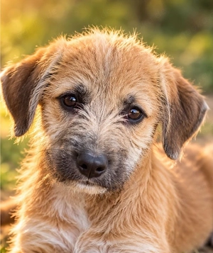 Käthe - kleine Terrier Maus sucht ihre Menschen!