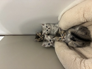 Britisch Kurzhaar Kitten Männlich 