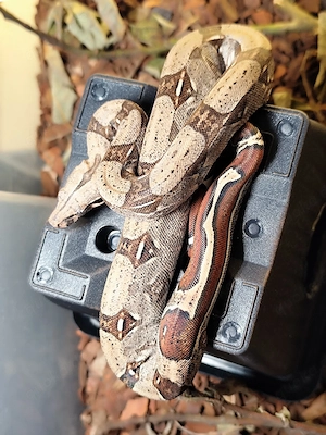 Boa constrictor constrictor Guyana F2 NZ 