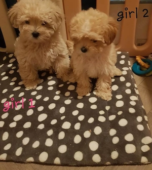 Malitipoo-Welpen   mit viel Liebe ins Leben begleitet