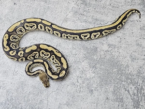 1.0 Black Pastel Cypress het Clown 50% het Lavender Königspython, Python Regius 
