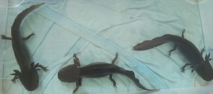 Axolotl Abzugeben 