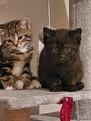 BKH Babykatze 