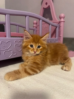 Maine Coon Katze