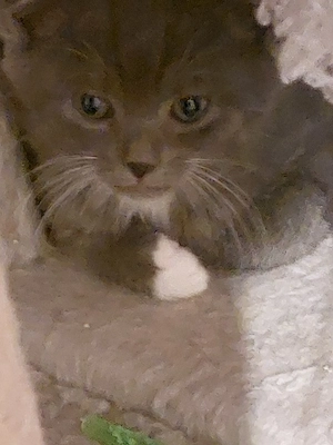 BKH Babykatze 