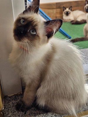 Balinesen-Kitten, Siamkitten 