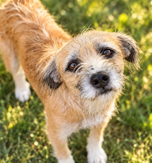Romy - tolle Mama sucht ihr Zuhause!