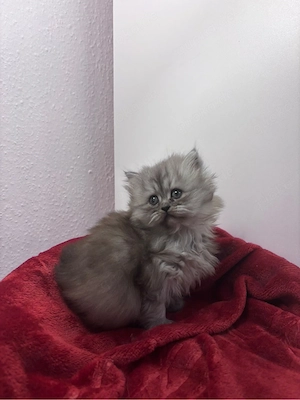 Britische Katzen