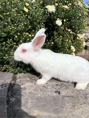 3 Kaninchen suchen ein Zuhause 