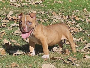 Wunderschöne American Bully Welpen suchen ein liebevolles Zuhause!!