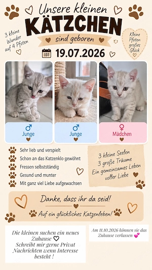 BKH Kitten