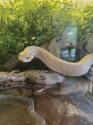 1.0 Toffee superconda het axanthic Hakennasennatter heterodon nasicus 