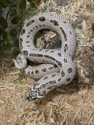 1.0 Superarctic conda Hakennasennatter heterodon nasicus 