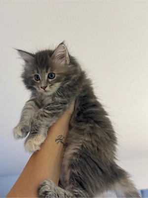 Maine coon mädchen sucht noch ein Zuhause 