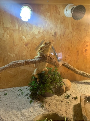 Liebevolle Bartagame