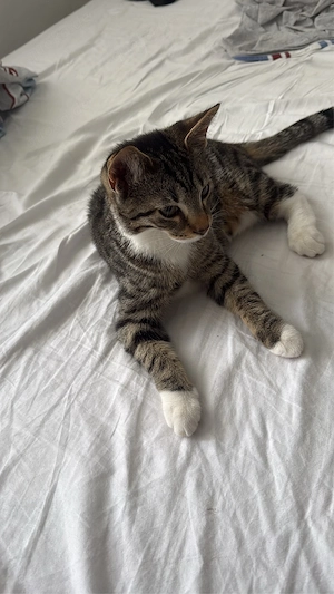 Katze  Kitten 