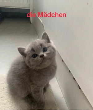 Beschreibung Eine Britisch Kurzhaar Katzen 