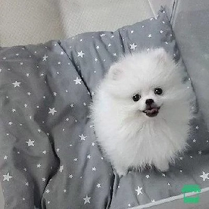 Pomeranian-Welpen, männlich und weiblich