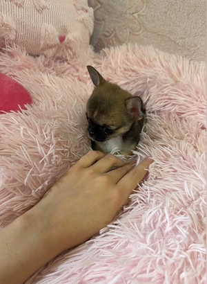 Mini Chihuahua Hündin 