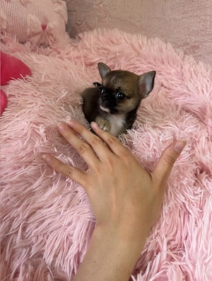 Mini Chihuahua Hündin 