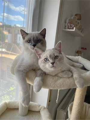 Wunderschöne BKH Kater