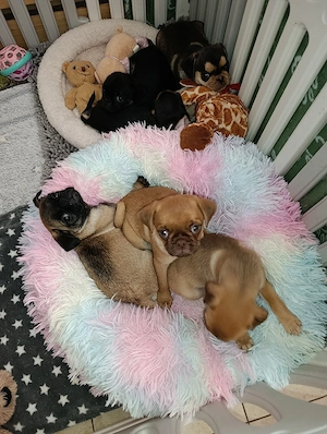 Zuckersüßer Altdeutscher Mops Welpe 
