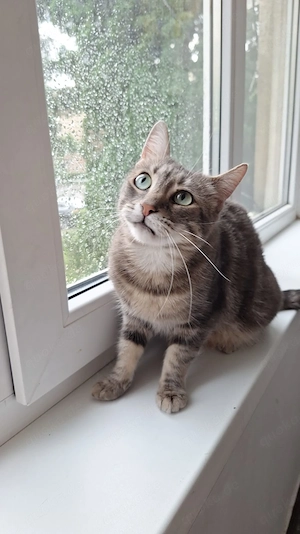 Getigerte Katze 