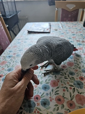 Graupapagei