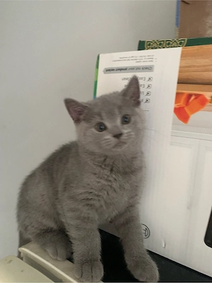 Beschreibung Eine Britisch Kurzhaar Kater 