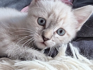 Zauberhaftes Ragdoll   BKH Mix Kitten (Lynx Point   Blaue Augen)