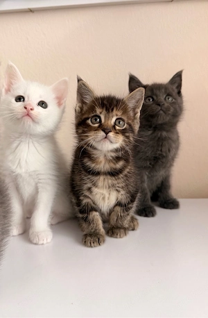 Maine coon mix