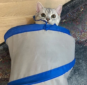 Süßer BKH Kater sucht liebevolles Zuhause (wegen Allergie)