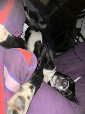 Süße Cocker Spaniel x Border Collie Welpen suchen liebevolle Familie!