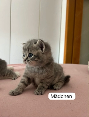 Bkh kitten 