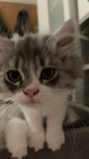 Perser BLH kitten 