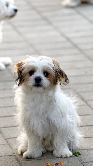 10 monate alte hunde suchen ein liebevolles Zuhause 
