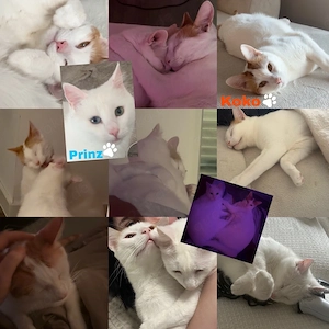 Zwei liebevolle Kater suchen ein neues Zuhause