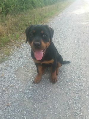 ich suche einen rottweiler oder dobermann welpen 