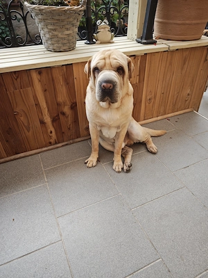 Mischlingshund abzugeben 
