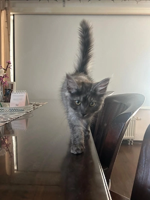 Maine Coon Kätzchen Kitten 